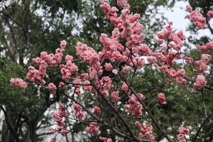IMG_6704b.JPG