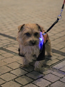 IMG_2697b.JPG